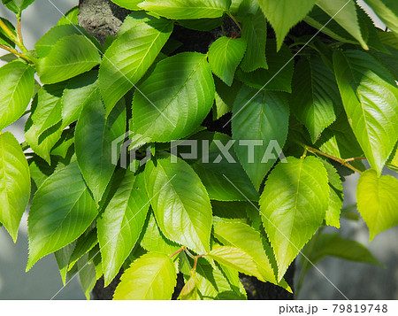 東京板橋・新河岸川沿いのソメイヨシノの葉 79819748