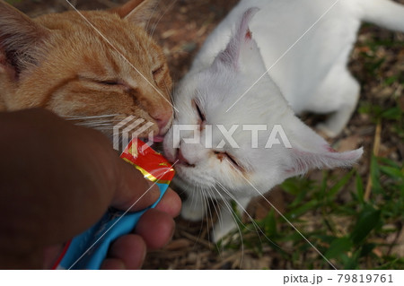 野良猫の仲良し兄弟ネコと幼なじみの白猫の写真素材