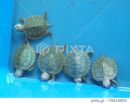 Baby turtles in turtle breeding grounds. Baby turtles are temporarily released in plastic containers. These baby turtles will be released into the ocean when they are old enough. Baby turtles in turtle breeding grounds. Baby turtles are temporarily released in plastic containers. These baby turtles will be released into the ocean when they are old enough. 79819804