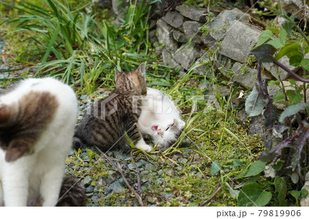 野良猫の可愛い子猫兄弟が活発に動き回る 野良猫の可愛い子猫兄弟が活発に動き回る 79819906
