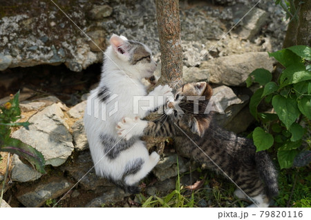 春のポカポカ陽気に遊び疲れて眠くなる野良猫の可愛い子猫兄弟 79820116