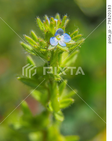 荒川河川敷に咲くタチイヌノフグリ 79820383