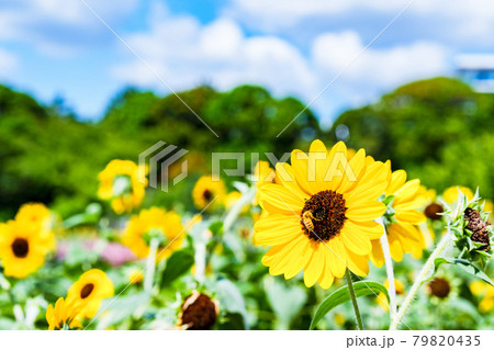 ひまわり　向日葵　【 夏 の イメージ 】 79820435