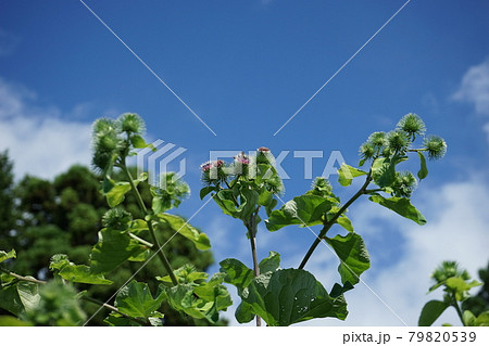 アザミに似た花 牛蒡の花の写真素材