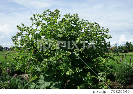 アザミに似た花　牛蒡の花 79820540