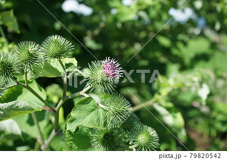 アザミに似た花　牛蒡の花 79820542