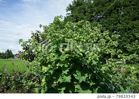 アザミに似た花　牛蒡の花 79820543
