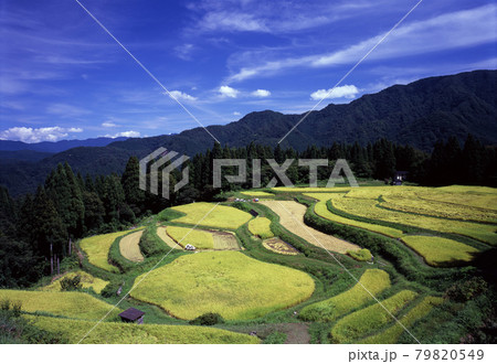 棚田の稲刈り 79820549