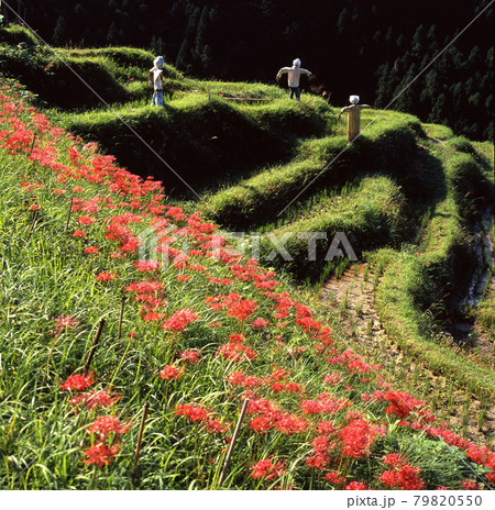 秋の案山子 79820550