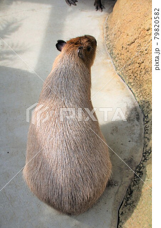 カピバラのうしろ姿 カピバラのうしろ姿 79820582