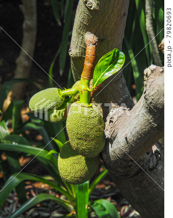 板橋熱帯植物館に実るジャックフルーツ 79820693