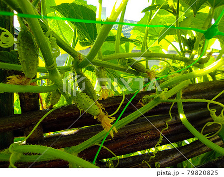 cucumbers gherkins growing on branch fence cucumbers gherkins growing on branch fence 79820825