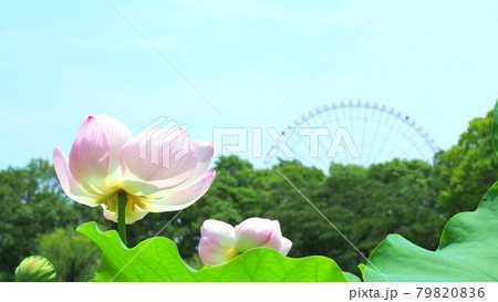 見頃のハス池 見頃のハス池 79820836