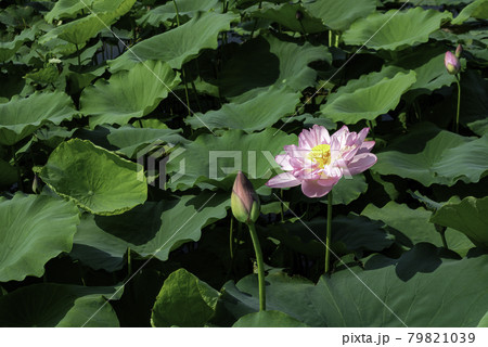 Beautiful blooming pink lotus flower in West Lake, Hanoi, Vietnam Beautiful blooming pink lotus flower in West Lake, Hanoi, Vietnam 79821039