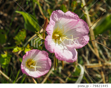 荒川河川敷に咲くヒルザキツキミソウ 79821445