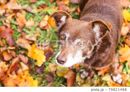 A mongrel dog on meadow in autumn park A mongrel dog on meadow in autumn park 79821488