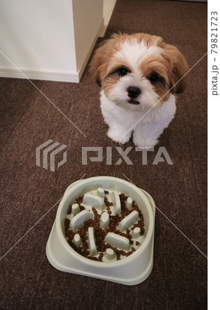 食欲旺盛なシーズー 犬 がごはんを前に待てをする可愛い姿の写真素材