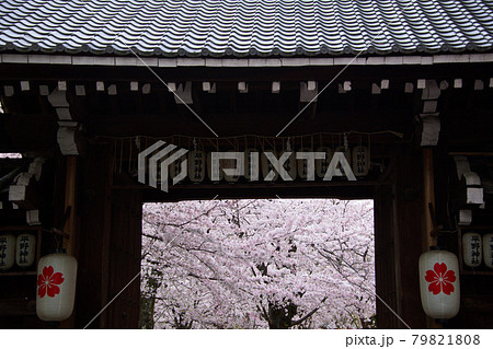 平野神社の桜2021 平野神社の桜2021 79821808