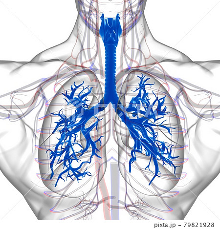 Lungs Human Respiratory System Anatomy For Medical Concept 3D Rendering Lungs Human Respiratory System Anatomy For Medical Concept 3D Rendering 79821928