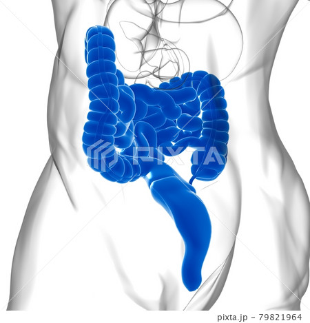 Small and Large Intestine 3D Illustration Human Digestive System Anatomy Small and Large Intestine 3D Illustration Human Digestive System Anatomy 79821964