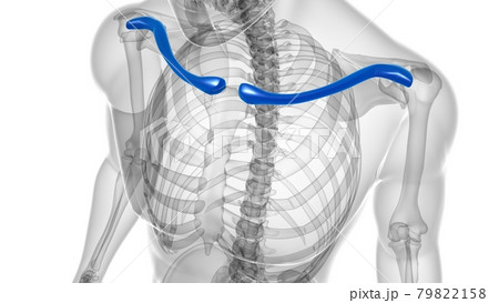 Clavicle bone or collarbone close-up with body 3D rendering illustration  isolated on white with copy space. Human skeleton and shoulder girdle  anatomy, medical diagram, skeletal system concepts. Stock Illustration