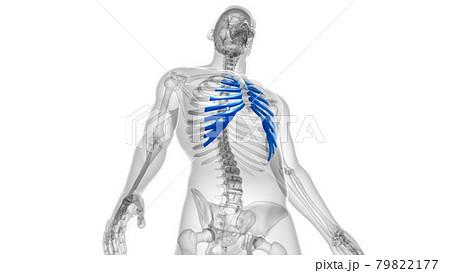 Human skeleton anatomy Costal Cartilage 3D Rendering 79822177