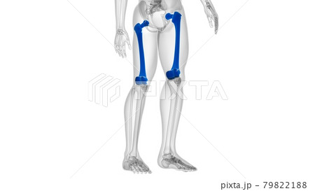 Human skeleton anatomy Femur Bone 3D Rendering 79822188