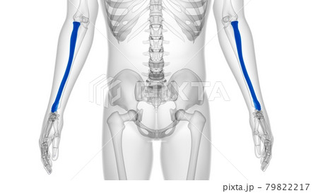 Human skeleton anatomy Radius Bone 3D Rendering 79822217