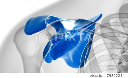 Human skeleton anatomy Scapula Bone 3D Rendering Human skeleton anatomy Scapula Bone 3D Rendering 79822254
