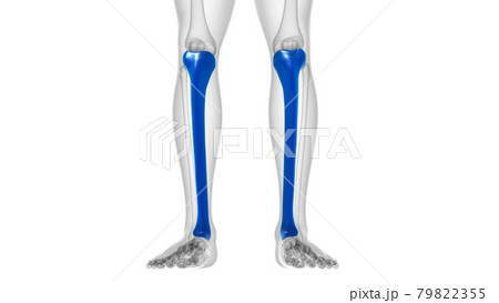 Human skeleton anatomy Tibia Bone 3D Rendering Human skeleton anatomy Tibia Bone 3D Rendering 79822355