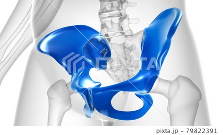 Human Skeleton Hip or Pelvic bone Anatomy For Medical Concept Human Skeleton Hip or Pelvic bone Anatomy For Medical Concept 79822391