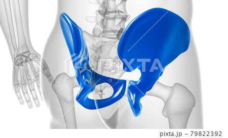 Human Skeleton Hip or Pelvic bone Anatomy For Medical Concept Human Skeleton Hip or Pelvic bone Anatomy For Medical Concept 79822392