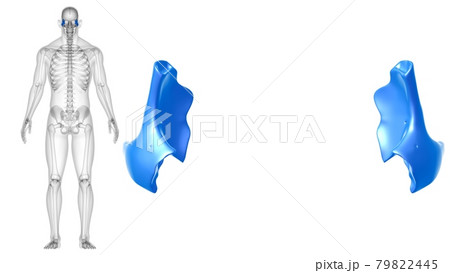 Human Skeleton Skull Zygomatic Bone Anatomy For Medical Concept Human Skeleton Skull Zygomatic Bone Anatomy For Medical Concept 79822445