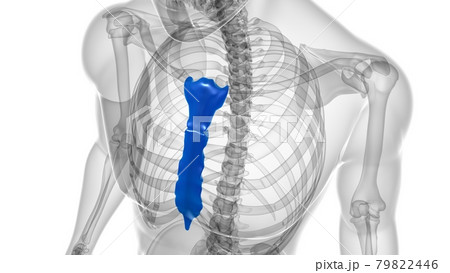 Human Skeleton Sternum Bone Anatomy For Medical Concept Human Skeleton Sternum Bone Anatomy For Medical Concept 79822446