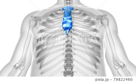 Human Skeleton Sternum Bone Anatomy For Medical Concept Human Skeleton Sternum Bone Anatomy For Medical Concept 79822460