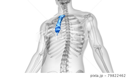 Human Skeleton Sternum Bone Anatomy For Medical Concept Human Skeleton Sternum Bone Anatomy For Medical Concept 79822462