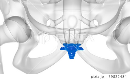 Human Skeleton Vertebral Column Coccyx or tail bone Anatomy Human Skeleton Vertebral Column Coccyx or tail bone Anatomy 79822484