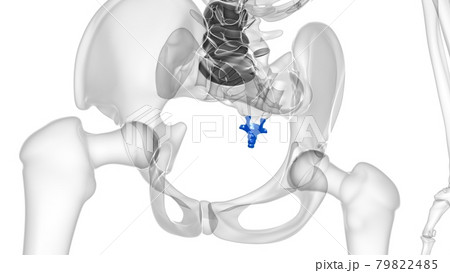 Human Skeleton Vertebral Column Coccyx or tail bone Anatomy 79822485