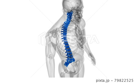 Human Skeleton Vertebral Column Vertebrae Anatomy Human Skeleton Vertebral Column Vertebrae Anatomy 79822525