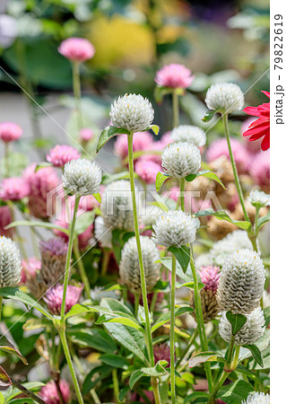 センニチコウ 福智山ろく花公園 福岡県直方市 センニチコウ 福智山ろく花公園 福岡県直方市 79822619