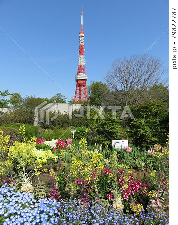 芝公園の花壇越しに見える東京タワー 79822787