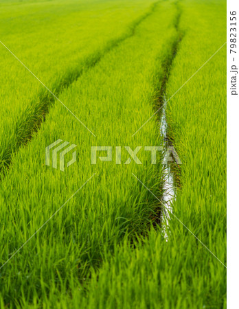 Wheel marks in a flooded green rice field 79823156