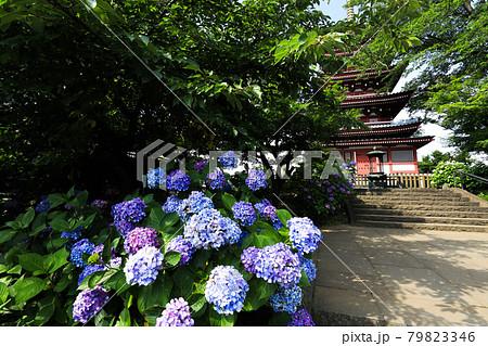 千葉県松戸市 本土寺と紫陽花の風景の写真素材