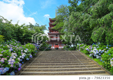 【千葉県松戸市】本土寺と紫陽花の風景 79823350