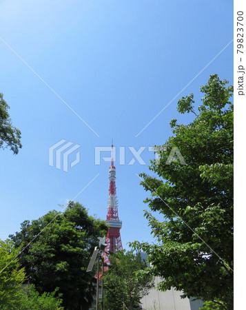 芝公園から見える東京タワー 79823700