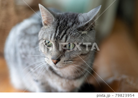 のんびり暮らす猫 サバトラ猫 のんびり暮らす猫 サバトラ猫 79823954