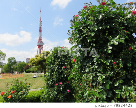 芝公園のバラ越しに見える東京タワー 79824428