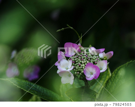 ガクアジサイ 79824503