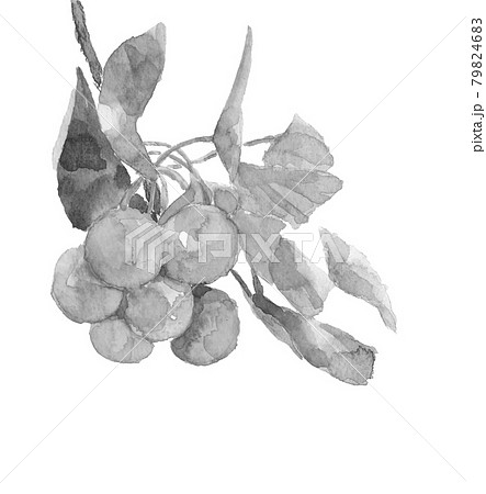 枝と葉付きの銀杏の実【水墨画風水彩】白バック コピースペースあり PNG 79824683