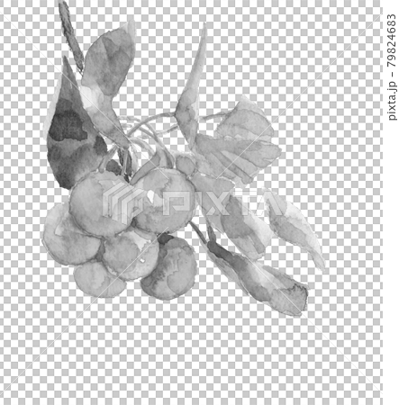 枝と葉付きの銀杏の実【水墨画風水彩】白バック コピースペースあり PNG 79824683